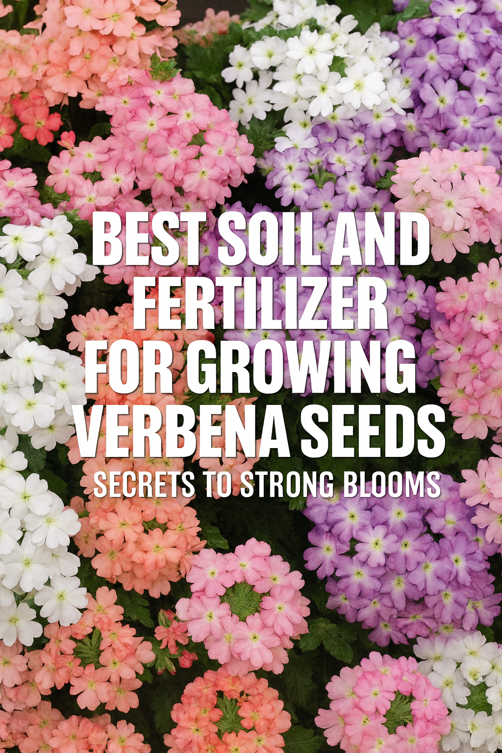 Bright Verbena blooms in pastel pink, peach, lavender, and white with text overlay reading “Best Soil and Fertilizer for Growing Verbena Seeds | Pro Grower Tips