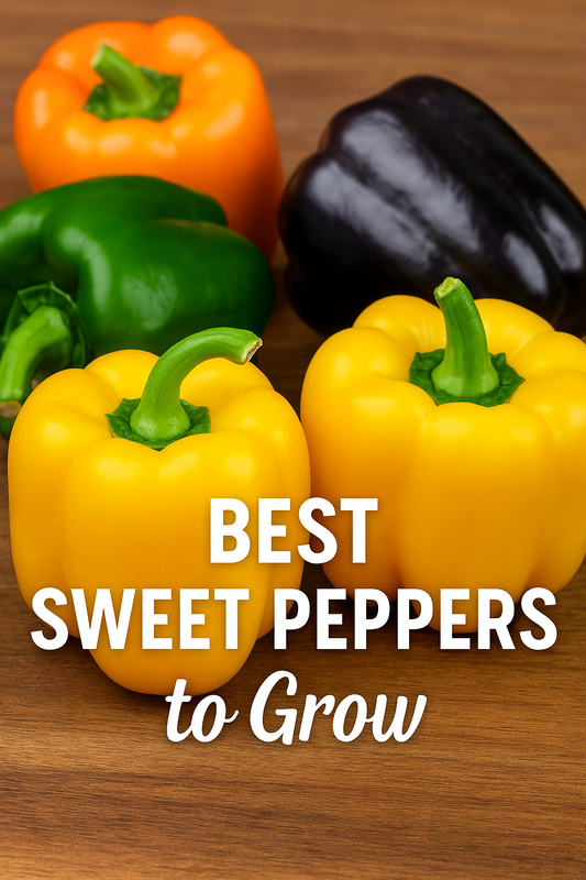 Colorful assortment of sweet peppers including red, yellow, green, and purple varieties displayed together for a guide on the best sweet peppers to grow for gardeners and farmers.