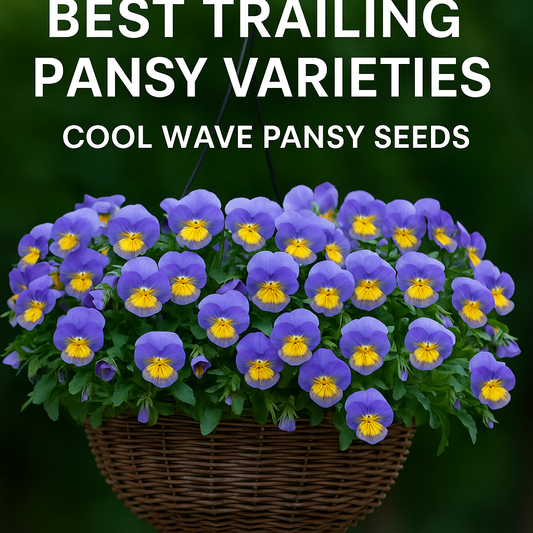 Wicker hanging basket overflowing with Cool Wave trailing pansy flowers in bright purple and yellow blooms, perfect for spring and fall gardens.