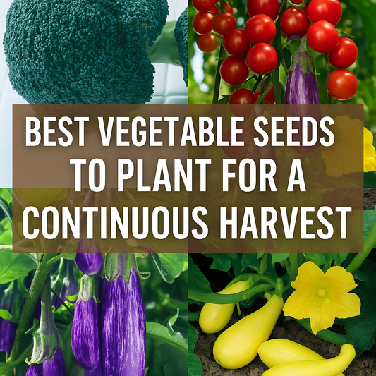Collage of fresh broccoli, ripe tomatoes on the vine, purple eggplants, and yellow squash, showcasing the best vegetable seeds for a continuous harvest in home gardens and bulk plantings