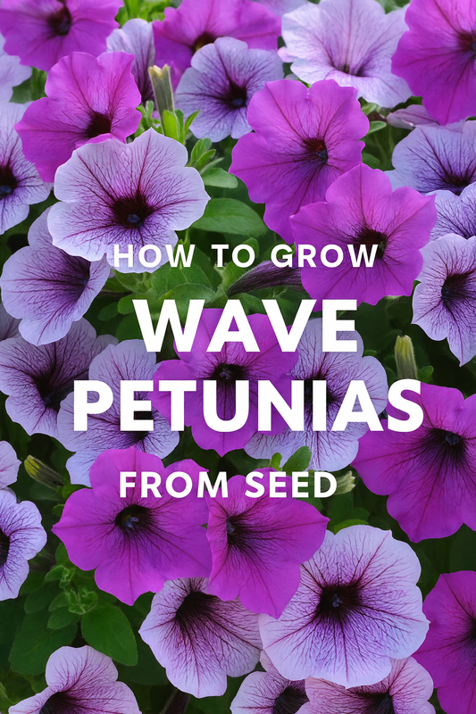 Purple and lavender Easy Wave Petunias in full bloom — showcasing vibrant Wave Petunia varieties including Easy, Tidal, and Shock Wave types grown from seed.
