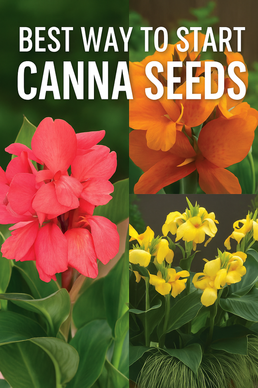 Collage of vibrant red, orange, and yellow Canna lilies with bold text overlay reading “Best Way to Start Canna Seeds