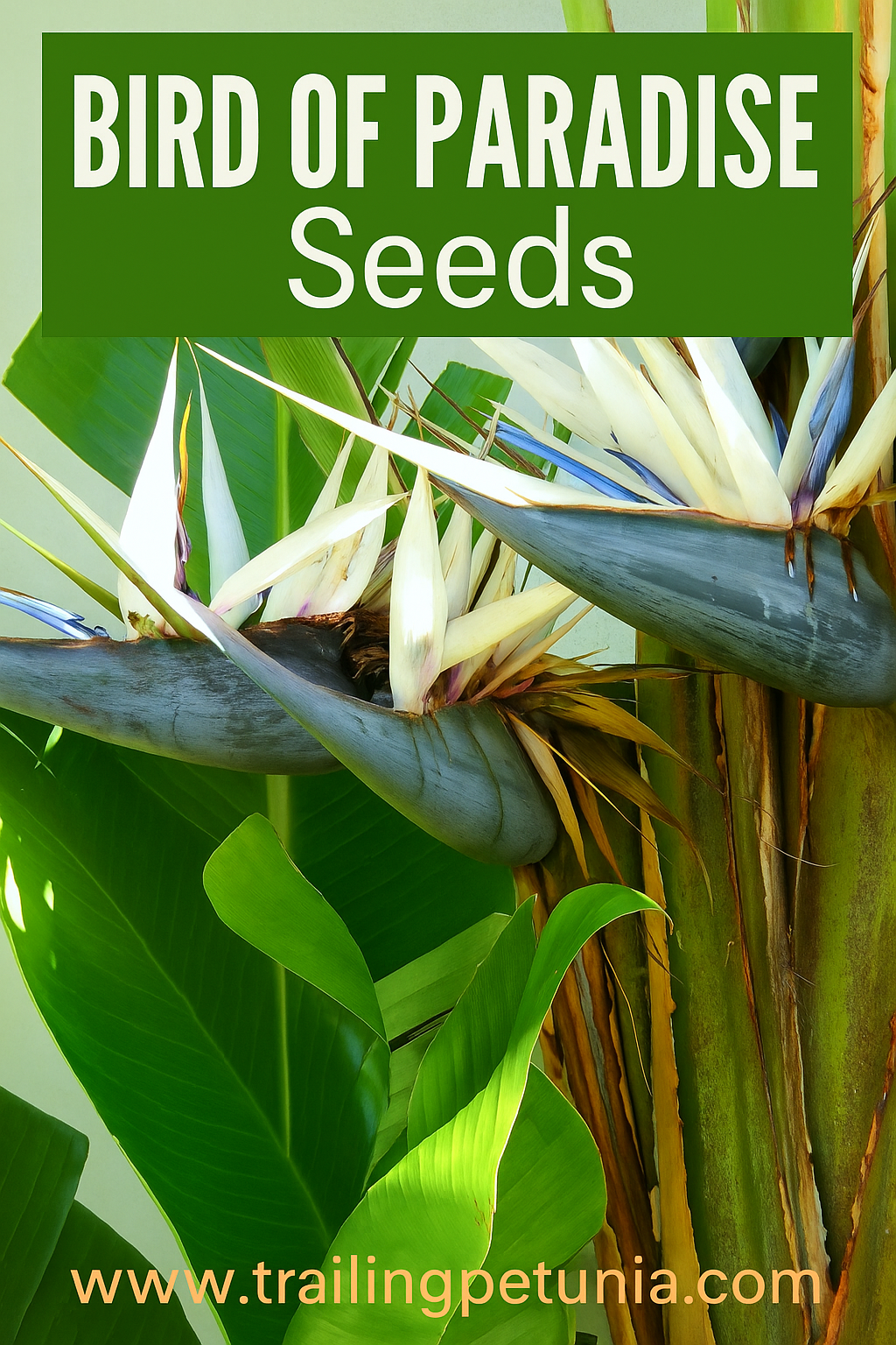 "Bird of Paradise Seeds Strelitzia Nicolai White exotic tropical flowers"