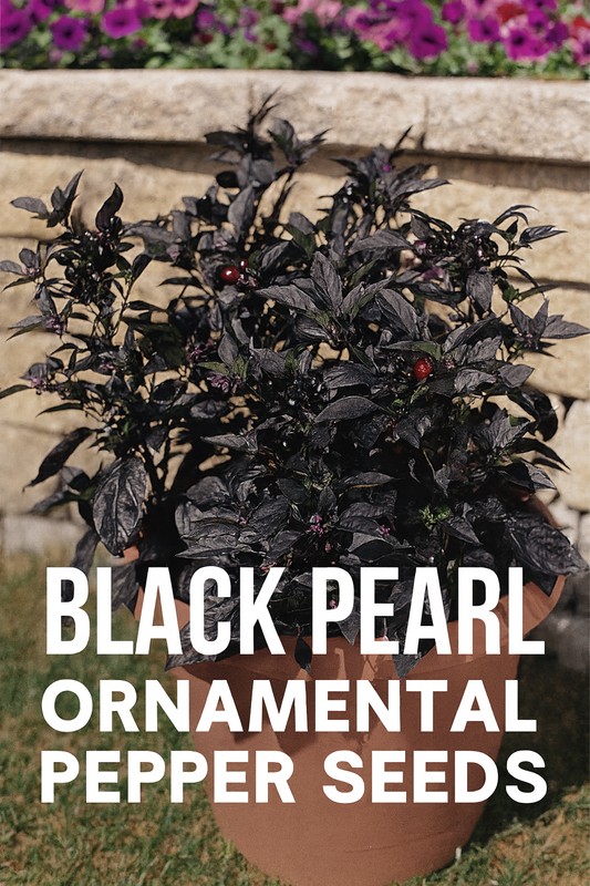 Black Pearl Ornamental Pepper plant with glossy near-black foliage and pearl-like peppers ripening from deep black to bright red, grown in a decorative container — striking and bold garden accent