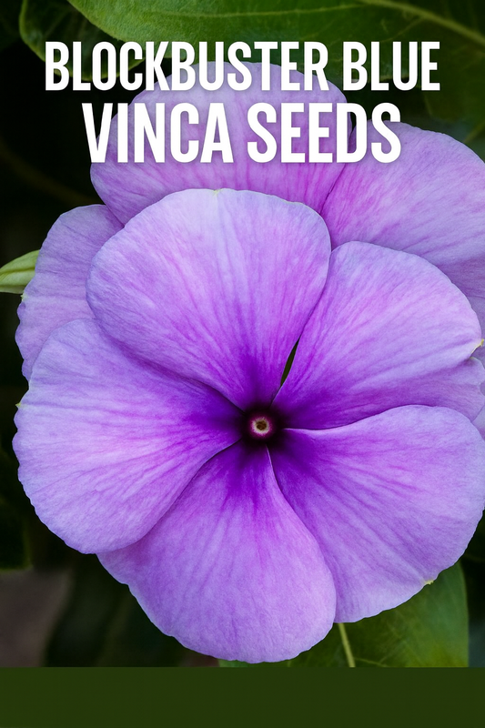 Close-up of Blockbuster Blue Vinca, also known as periwinkle, showing its large lavender-blue petals with a deep purple center. A compact, heat- and drought-tolerant summer flower ideal for containers, beds, and landscapes