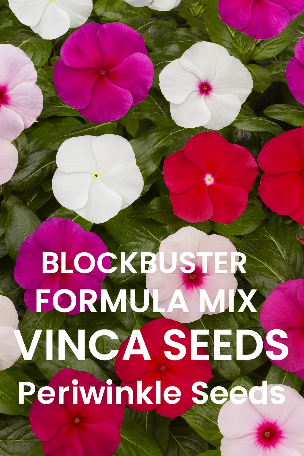 Blockbuster Formula Mix Vinca flowers in shades of red, white, pink, and violet, blooming above glossy green foliage. A colorful, compact, and heat-tolerant periwinkle variety perfect for gardens, containers, and landscapes