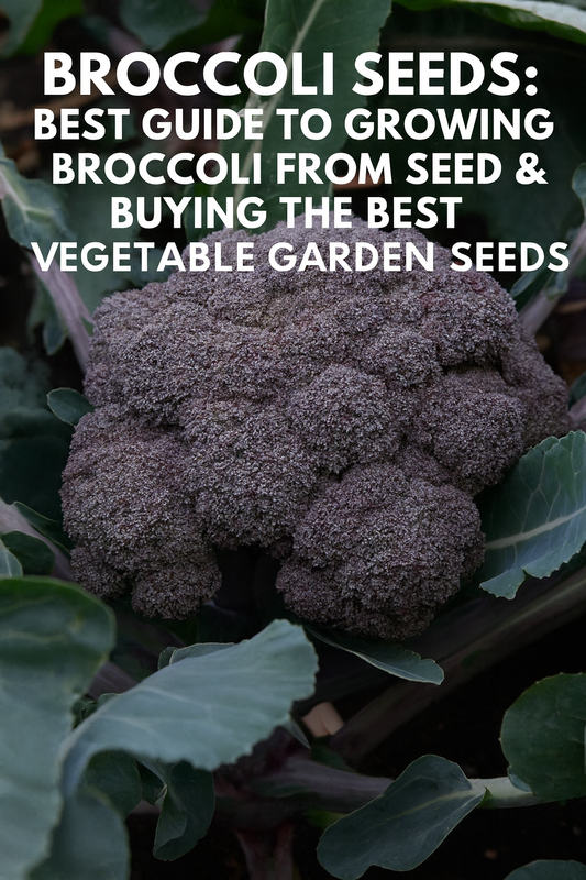 Purple broccoli growing in the garden for a vegetable seed and gardening guide