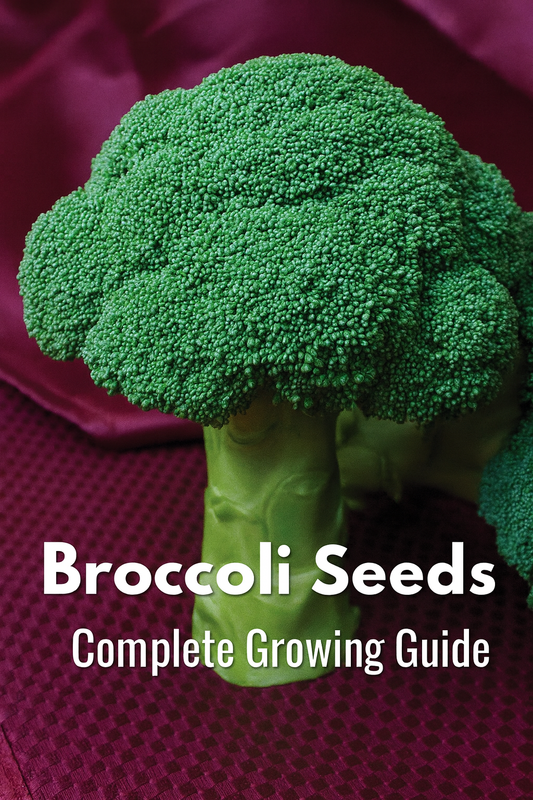 Fresh harvested broccoli heads displayed for a vegetable garden seed guide