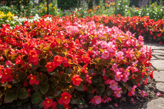 Bronze foliage wax begonias with red and pink blooms thriving in a full sun garden bed