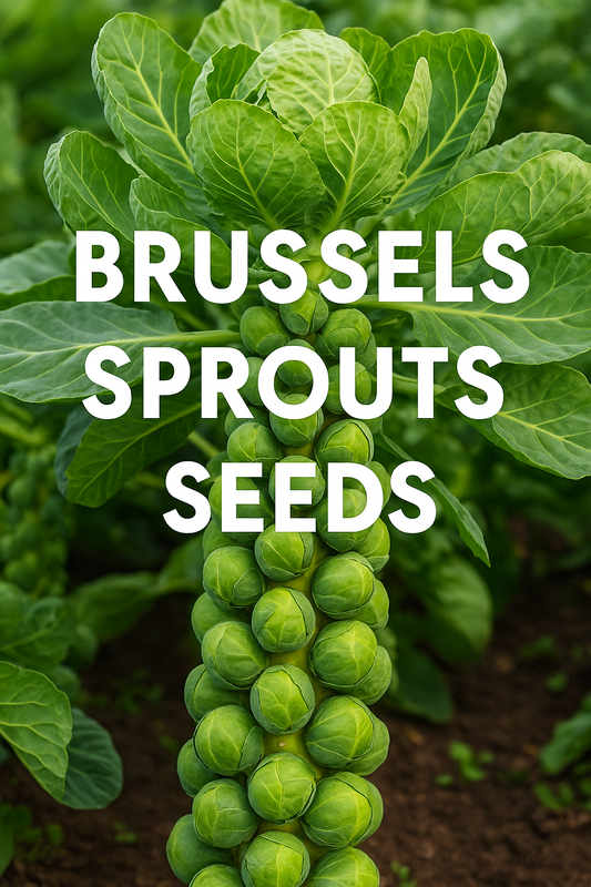 Fresh Brussels sprouts displayed on the stalk, showing firm green sprouts