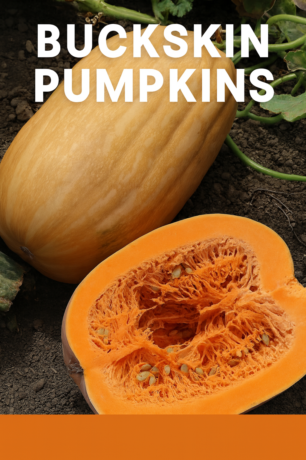 A Buckskin pumpkin shown whole and cut open in the garden, displaying its smooth tan skin and deep orange flesh — ideal for baking, storage, and fall décor.