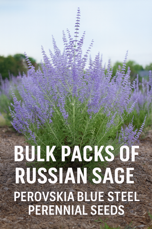 Russian Sage Perovskia Blue Steel growing in full bloom with silver foliage and lavender-blue flower spikes, ideal perennial for bulk seed production and landscapes