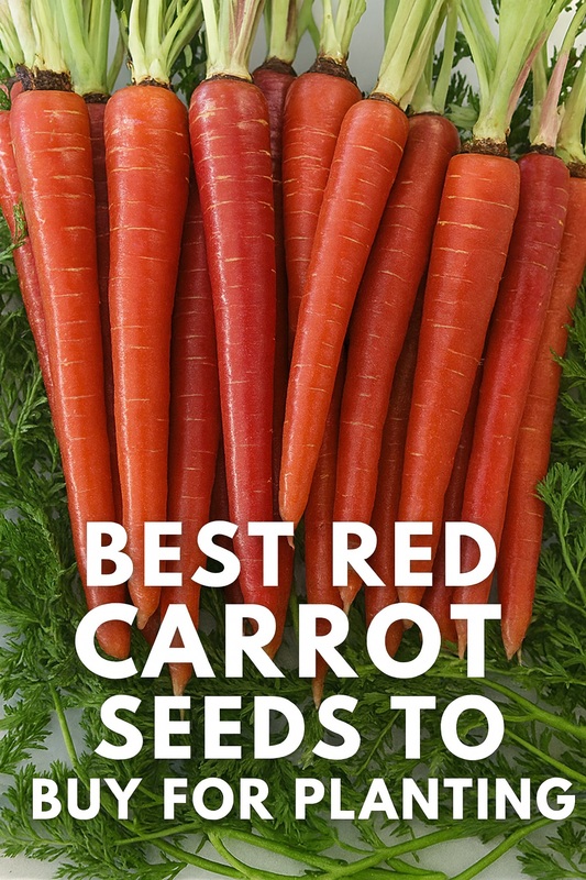 Fresh red carrots harvested – best carrot seeds to buy for raised beds and home gardens