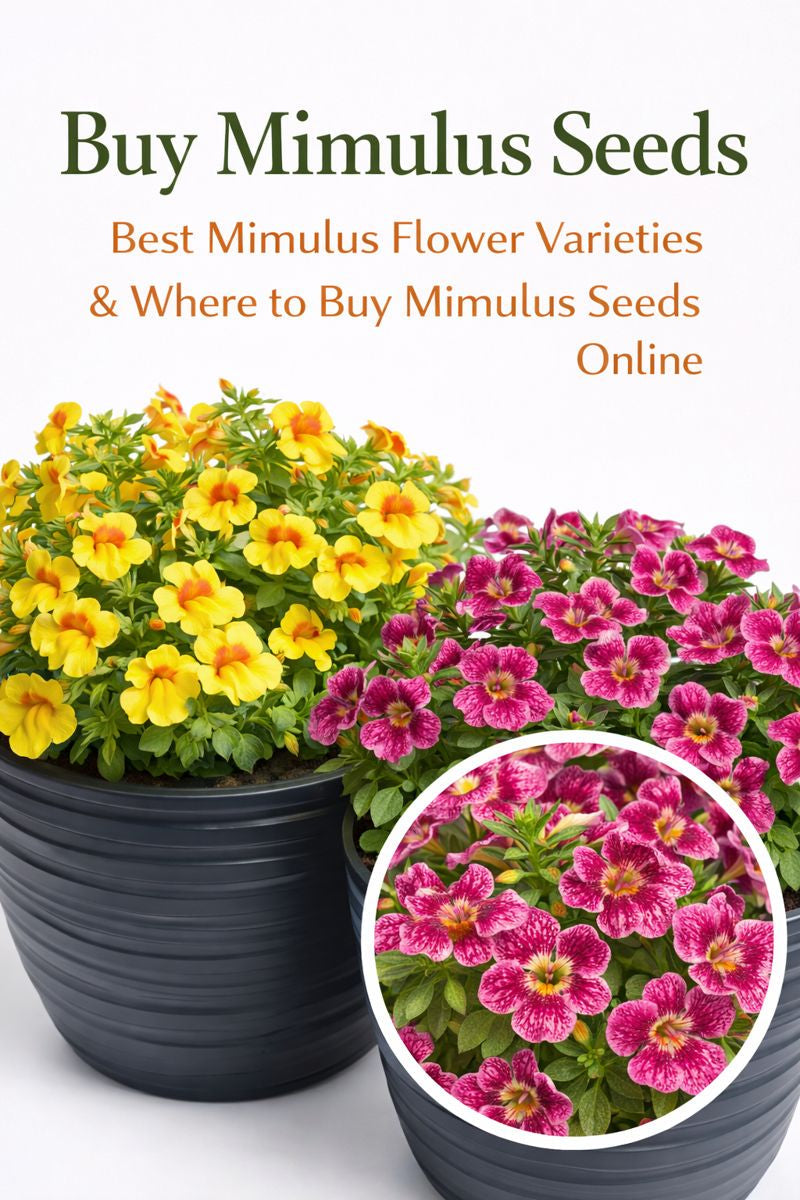 Mimulus flower varieties growing in containers from Mimulus seeds