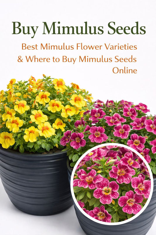 Mimulus flower varieties growing in containers from Mimulus seeds
