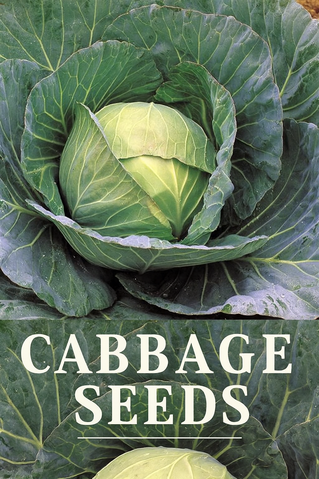 Fresh garden cabbage growing in the garden for a guide on how to grow cabbage from seed and buy vegetable seeds
