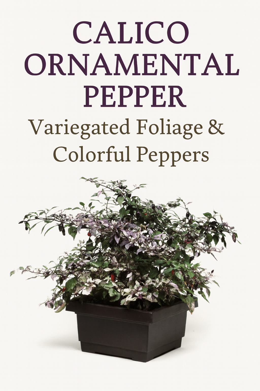 Calico Ornamental Pepper plant in a dark square pot, showing variegated foliage in shades of green, purple, and white with clusters of vibrant peppers ripening from purple to red — a stunning compact ornamental for containers and borders
