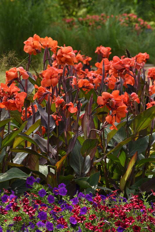 "Canna Cannova Bronze Orange in bloom with vivid orange flowers and deep bronze foliage in a tropical garden setting"