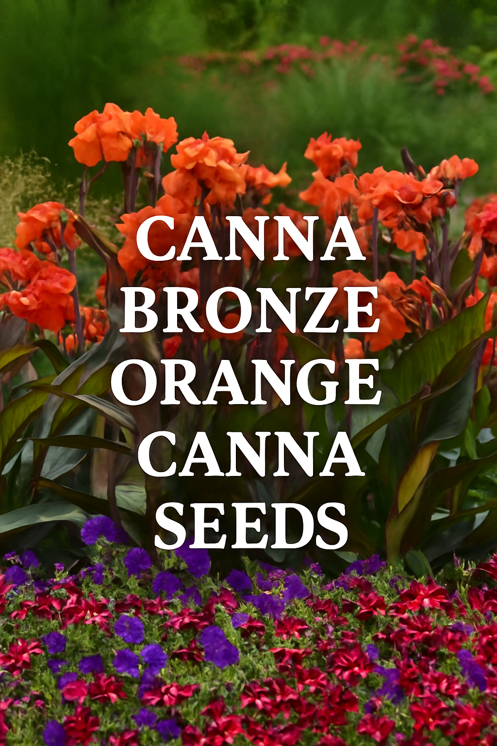 Canna Seeds Cannova Bronze Orange with tropical orange blooms and bronze foliage