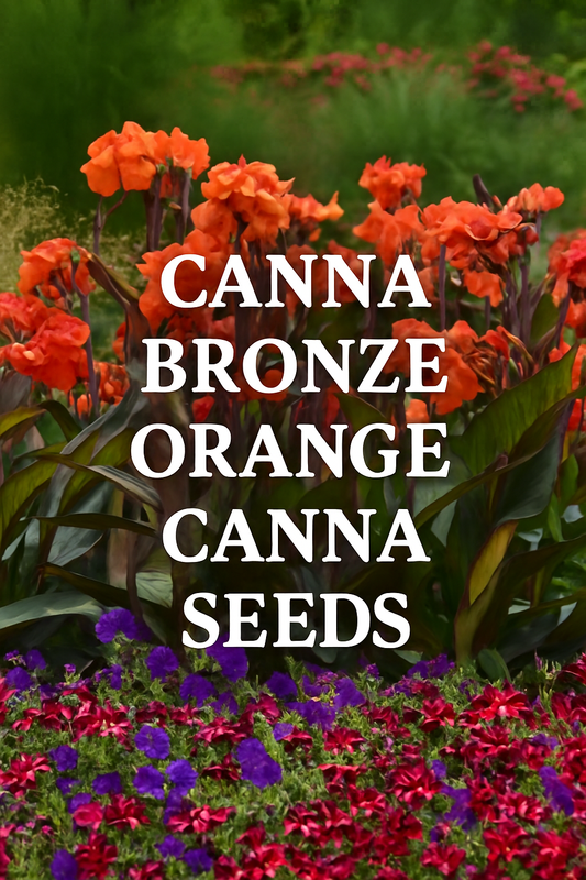 Canna Seeds Cannova Bronze Orange with tropical orange blooms and bronze foliage