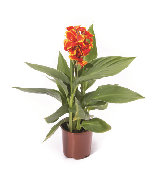 "Canna Cannova Golden Red Flame with bright gold petals streaked in red and lush green tropical leaves blooming in summer sun"