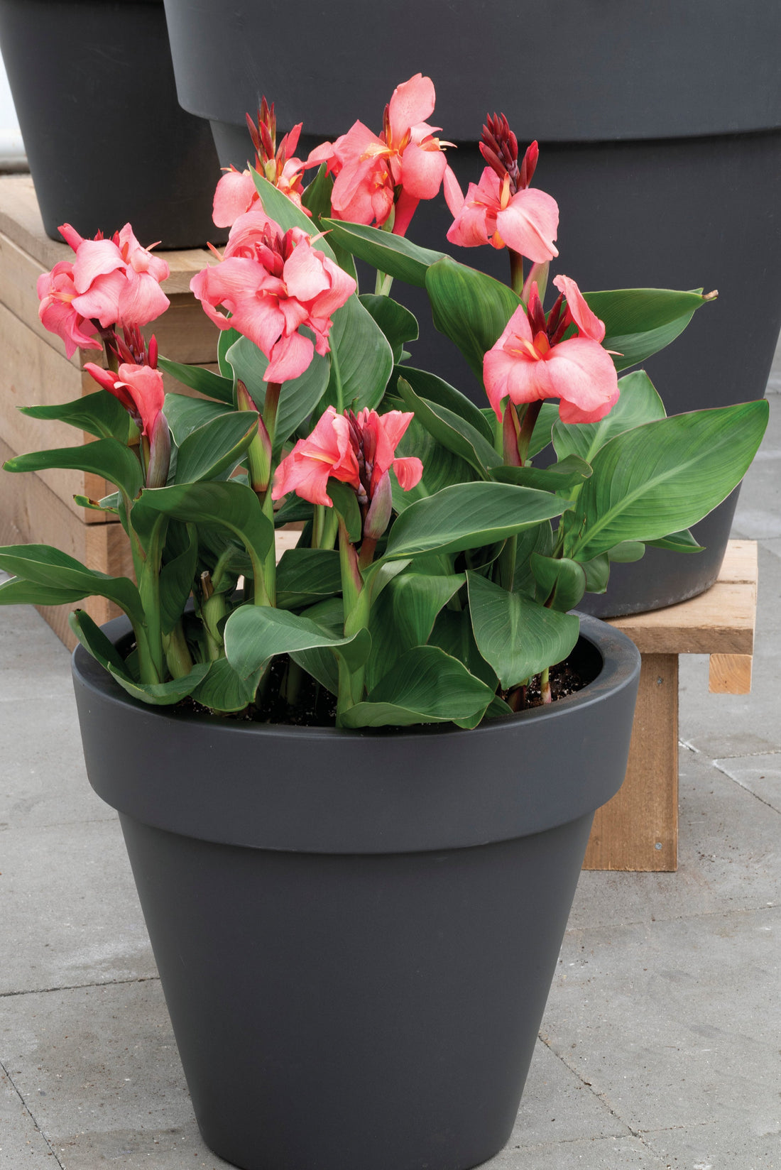 "Canna Cannova Rose in bloom with soft rose-pink flowers and lush green tropical foliage in a summer garden"