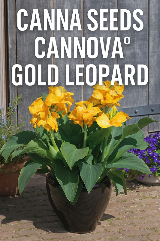 Canna Cannova® Gold Leopard flowers blooming with golden-yellow petals and red speckles in a tropical garden