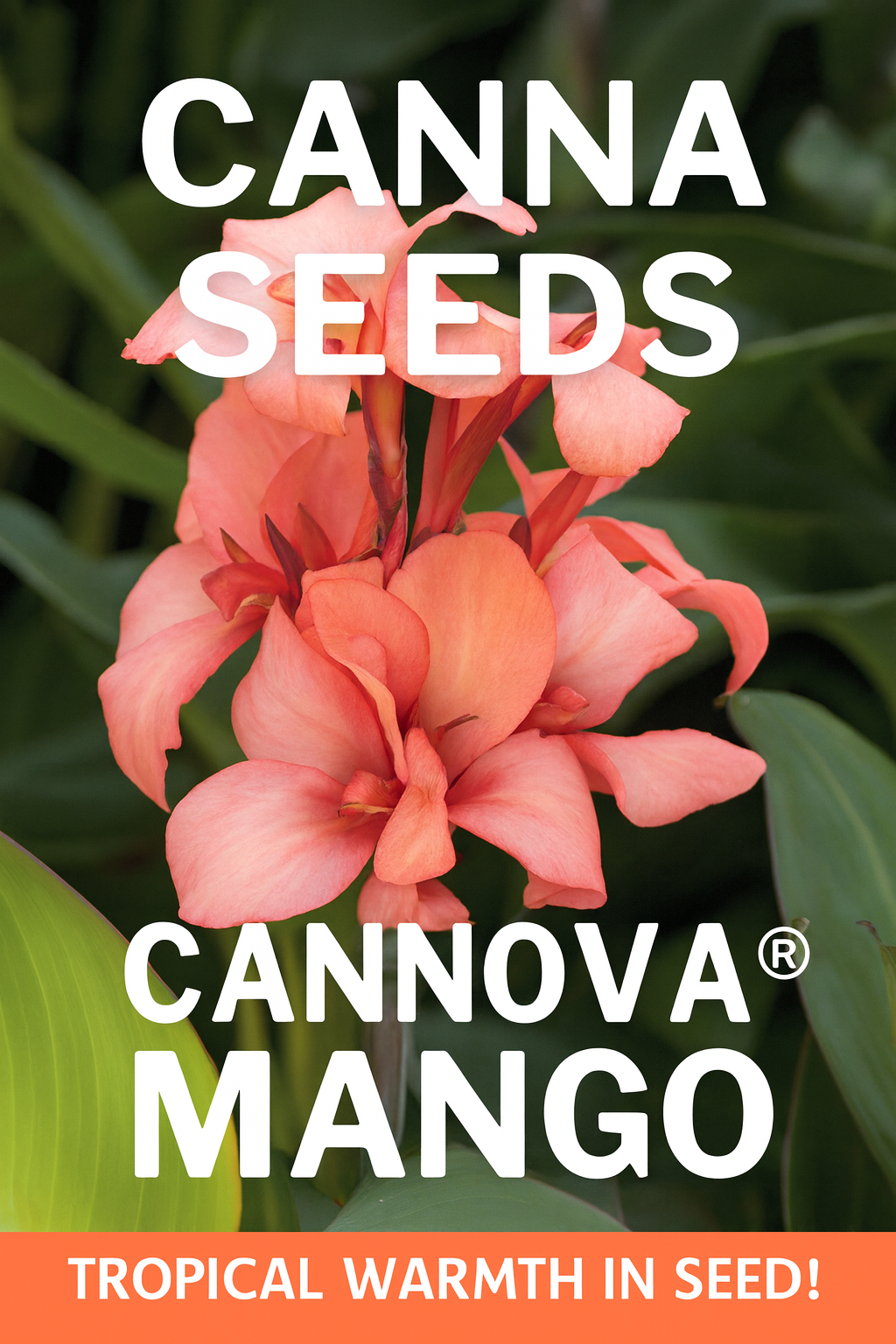 Canna Cannova® Mango flowers blooming from seed with lush green foliage in a summer garden