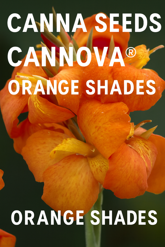 Canna Seeds Cannova® Orange Shades in full tropical bloom