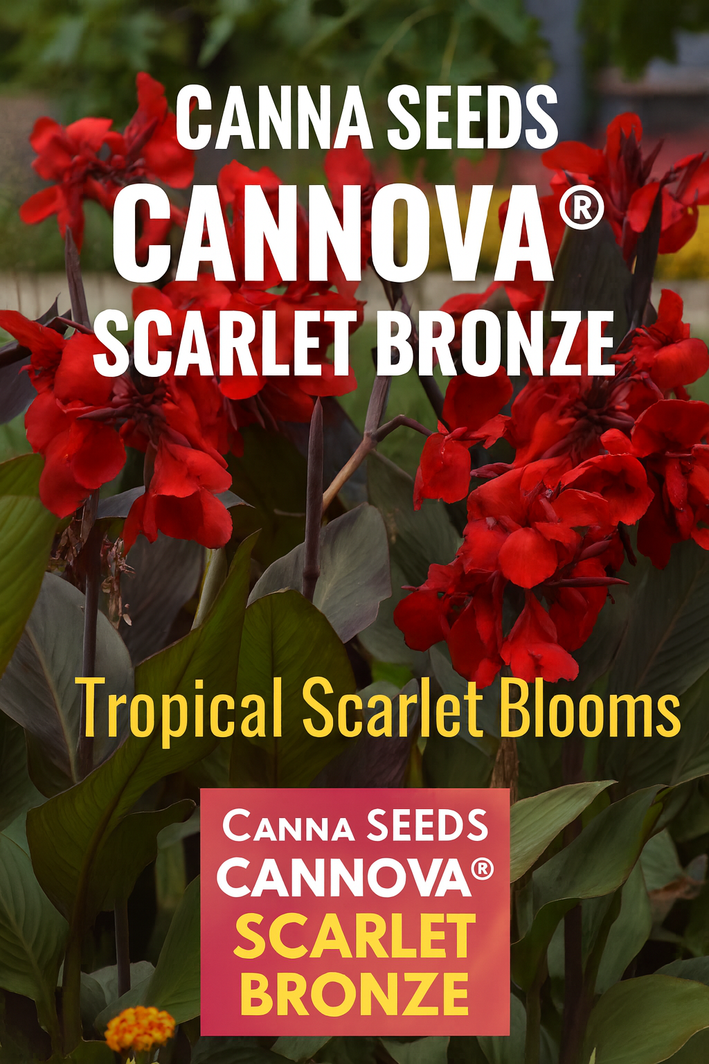 Canna Seeds Cannova® Scarlet Bronze flowers with bold scarlet blooms and bronze foliage in summer garden.