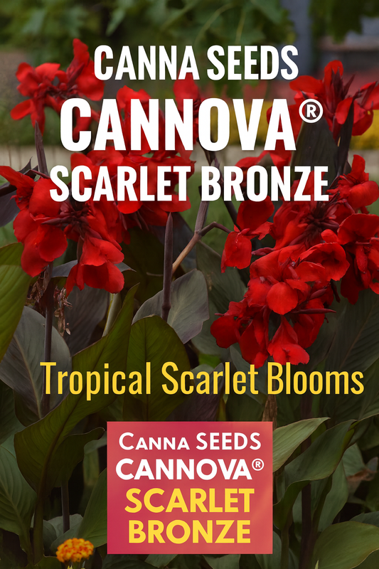 Canna Seeds Cannova® Scarlet Bronze flowers with bold scarlet blooms and bronze foliage in summer garden.