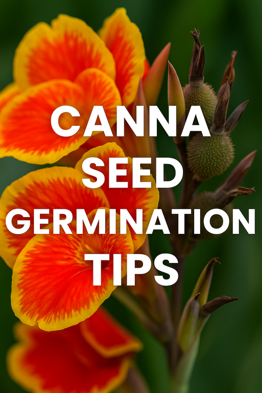 Canna seeds germination guide with soaking and nicking tips – close-up educational thumbnail for how to sprout canna seeds successfully