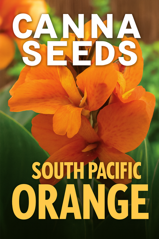 Canna South Pacific Orange flowers blooming from seed with lush green foliage in summer garden