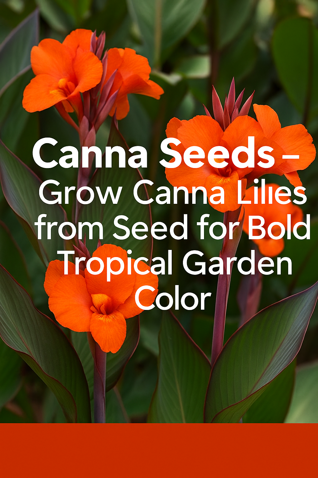 red canna lily plant grown from seed
