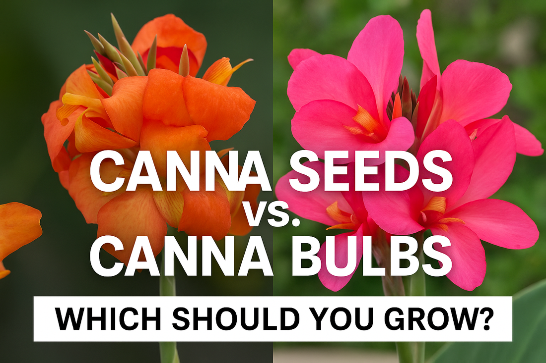Step-by-Step: How To Plant Bulbs And Seeds