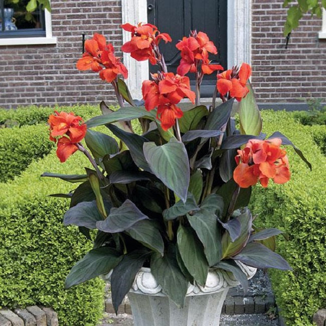 "Assorted Cannova canna flowers in rose, orange, lemon, and golden red hues blooming in a summer garden"