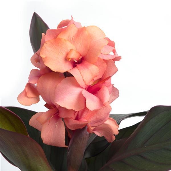 Canna Cannova® Bronze Peach – A Stunning Blend of Foliage and Flowers
