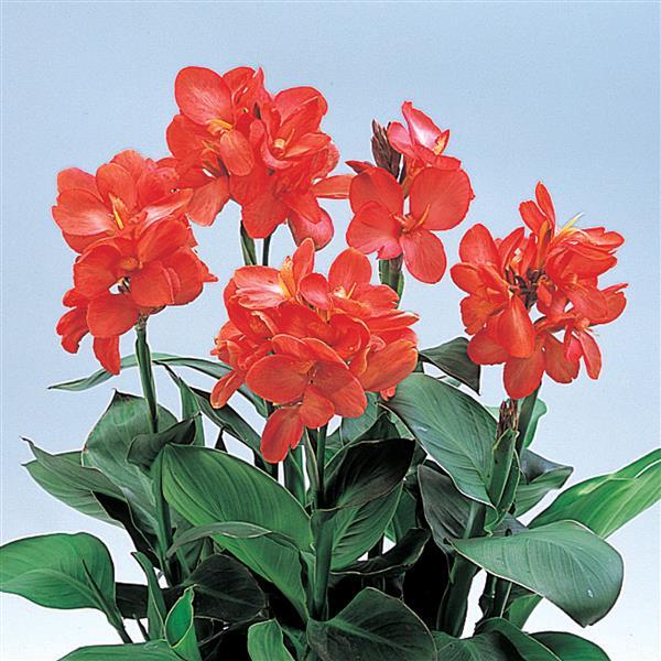 Soft, Stunning Color: Canna Tropical Salmon for Summer Gardens
