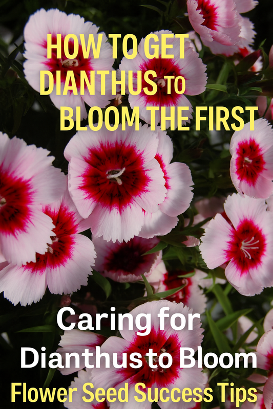 Caring for Dianthus after bloom – extend flowering and keep plants healthy with easy pruning and care tips.