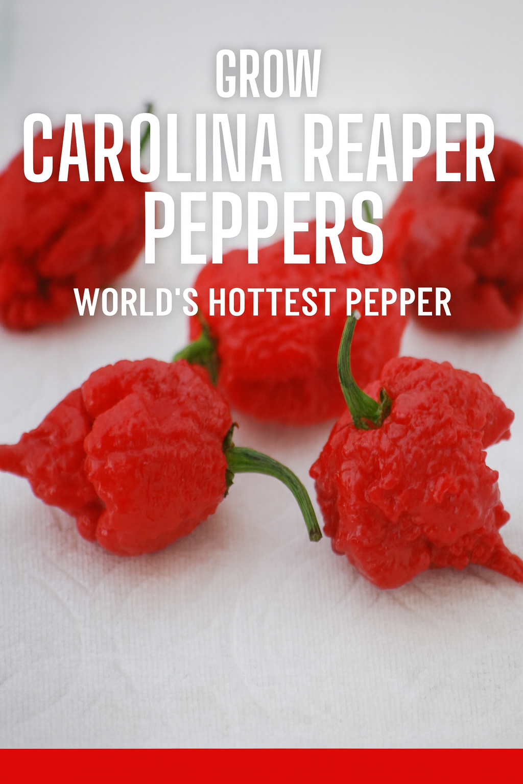 Bright red Carolina Reaper peppers with wrinkled skin and green stems, known as the world’s hottest pepper variety