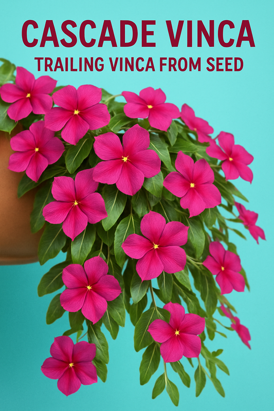 Bright pink Cascade Vinca (Cora® Cascade) trailing blooms spilling from a container, perfect for gardens and hanging baskets