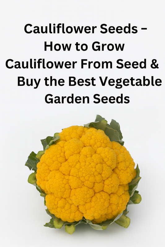 Bright orange cauliflower head with green leaves – cauliflower seeds and how to grow from seed
