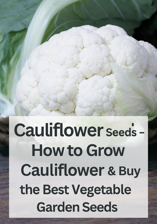 White cauliflower head with fresh green leaves — cauliflower seeds and how to grow cauliflower from seed for home gardens.