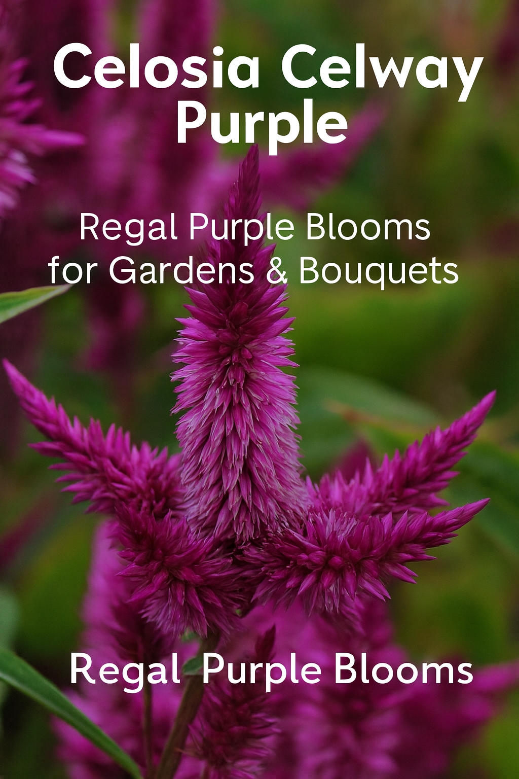 Celosia Celway Purple flowers with tall violet-purple spires and lush green foliage, perfect for gardens and cut flower arrangements