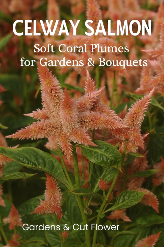 Celosia Celway Salmon flowers with tall salmon-pink plumes and green foliage, ideal for summer gardens and cut flower arrangements