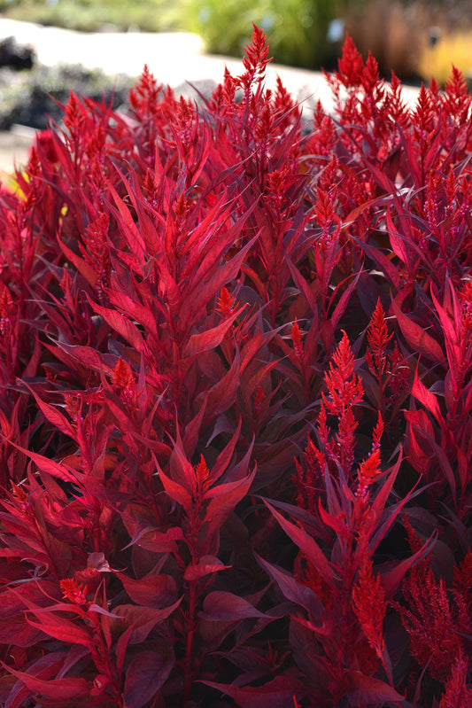 “Bright red Celosia Dragon’s Breath plumes in a garden bed with rich foliage.”
