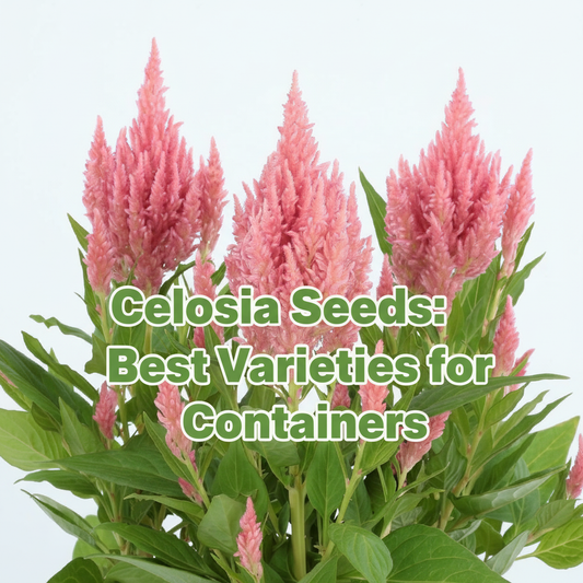 Colorful Celosia flower plants growing in containers, showing compact and vibrant blooms ideal for small gardens and patio pots. Learn the best Celosia varieties for containers and small spaces.