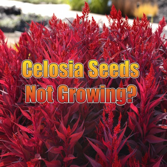 Celosia seedlings showing uneven or stunted growth. Learn how to troubleshoot common Celosia seed germination and growth problems to achieve healthy, vibrant plants.