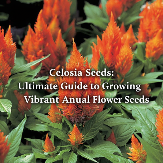 Vibrant orange Celosia flowers growing in a garden bed, showcasing their feathery plumes and lush green foliage. Learn how to grow Celosia seeds for bold, colorful summer blooms.