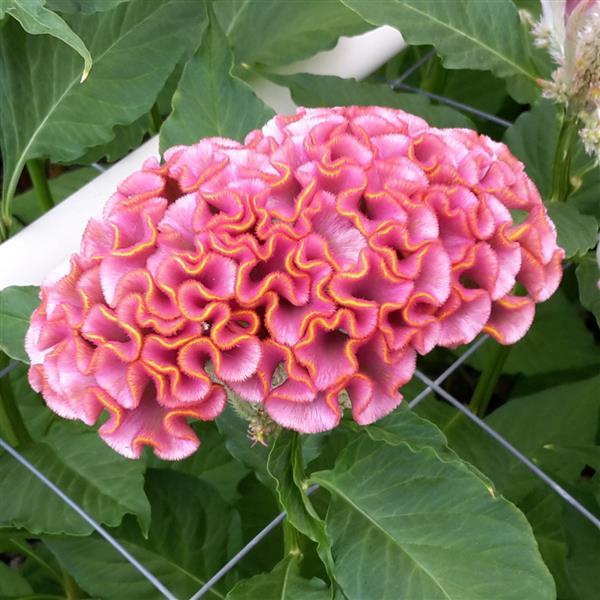 Colorful Celosia flowers in both cockscomb and plume varieties, showcasing bold textures and vibrant colors in the garden. Learn how to grow Celosia seeds for stunning summer blooms.